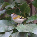 Image of Madeira Firecrest