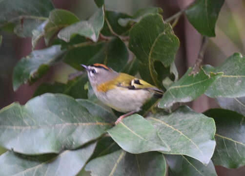 Image of Madeira Firecrest