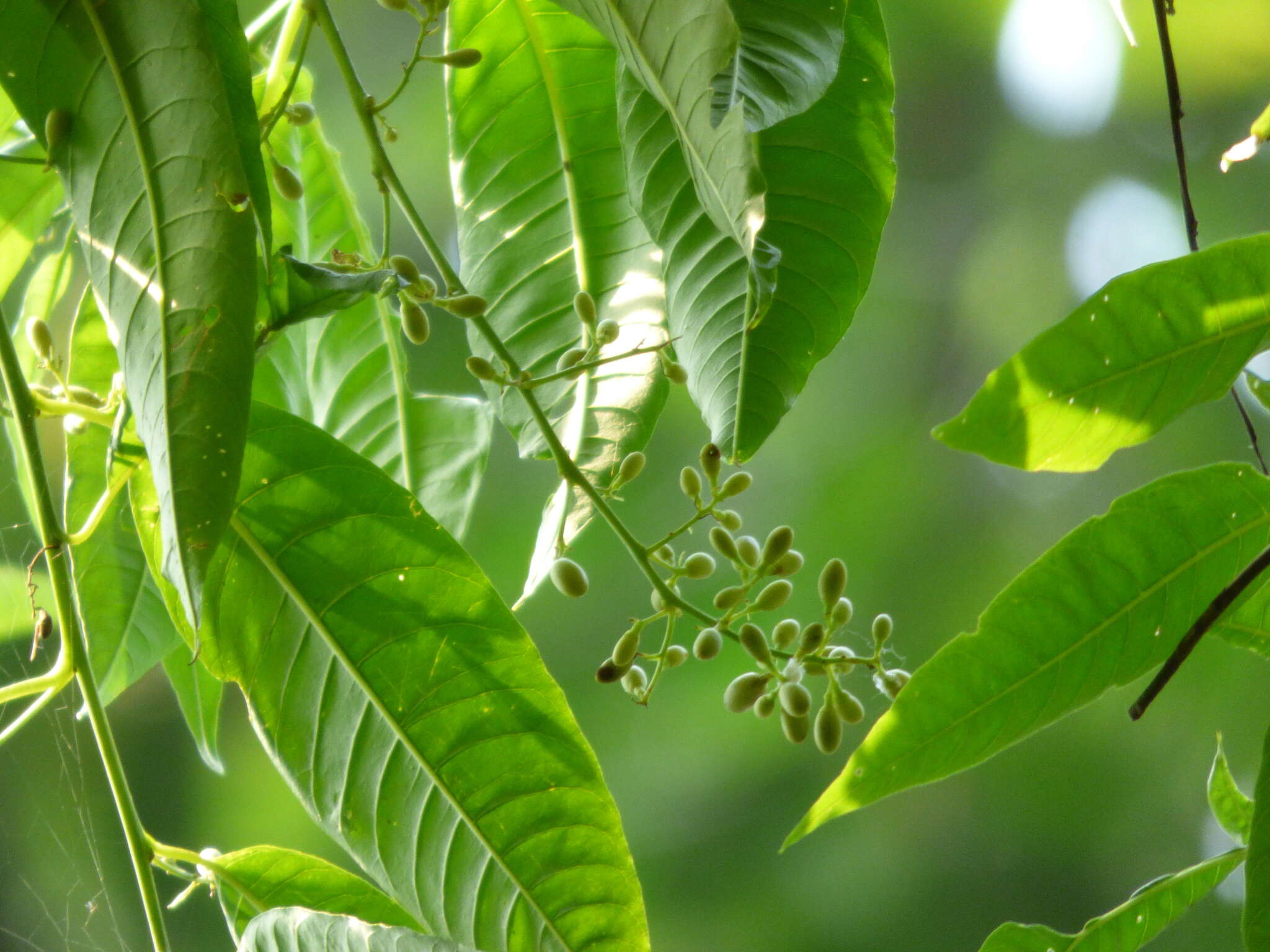 Plancia ëd Cestrum racemosum Ruiz & Pav.