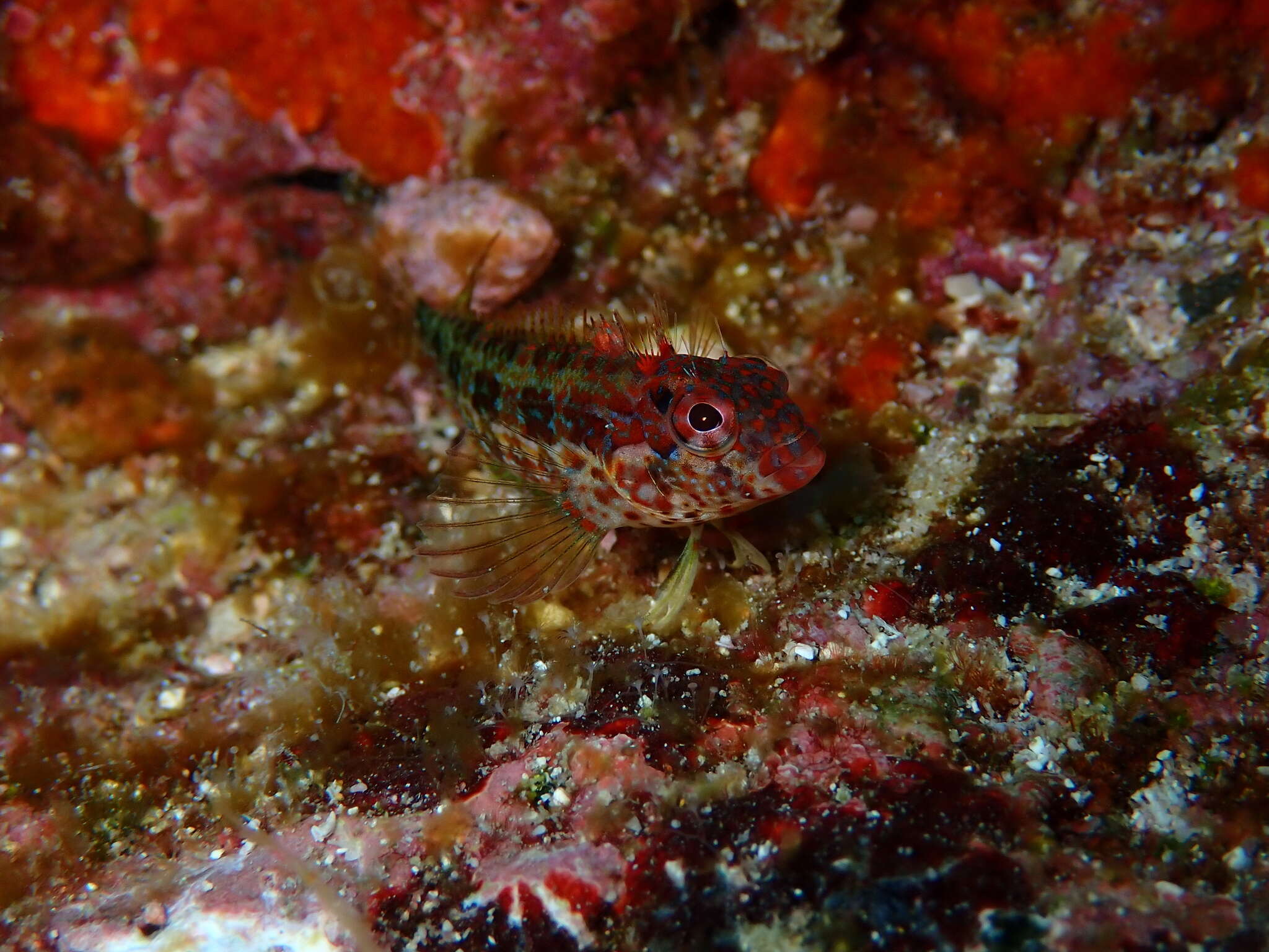 Image of Throatspotted blenny