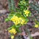 Image of yellow rice-flower