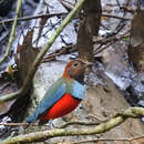 Erythropitta macklotii (Temminck 1834)的圖片