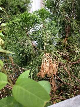 Image of Chinese Juniper