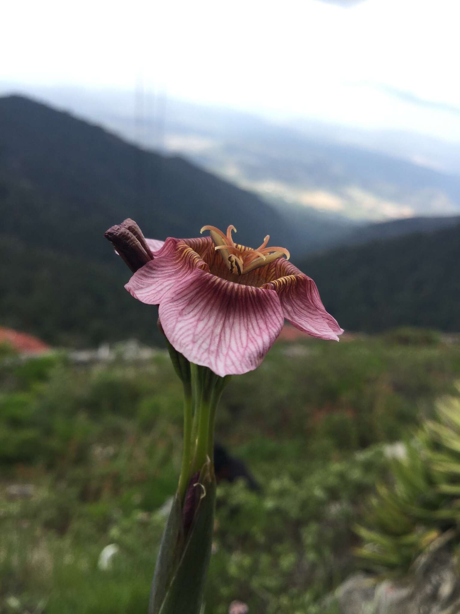 Image of Tigridia multiflora (Baker) Ravenna