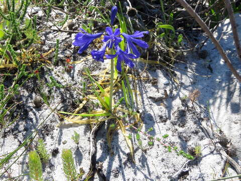 Imagem de Agapanthus africanus (L.) Hoffmanns.