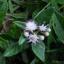 Plancia ëd Cyrtocymura scorpioides (Lam.) H. Rob.