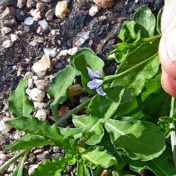 Imagem de Wahlenbergia gracilis (G. Forst.) A. DC.