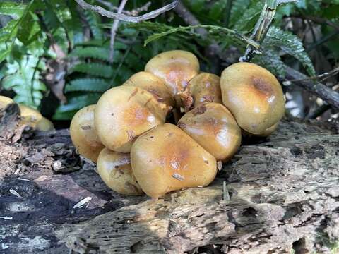 Image of Pholiota nameko (T. Itô) S. Ito & S. Imai 1933