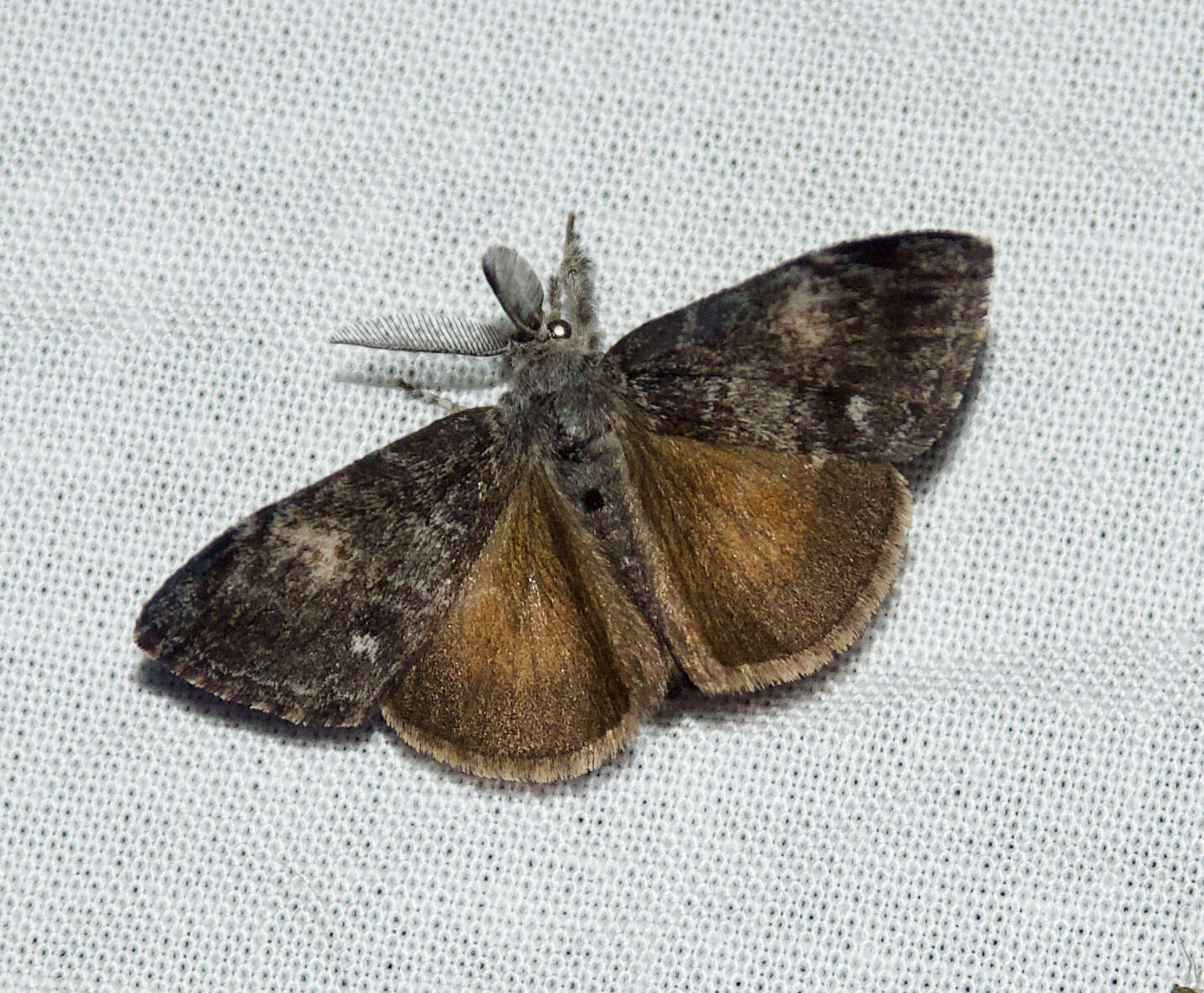 Image of Lymantriidae