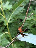 Image of Tmetogaster nubilipennis (Haldeman 1846)