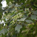 Image of Montanoa tomentosa subsp. xanthiifolia (Sch. Bip.) V. A. Funk