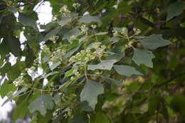 Image of Montanoa tomentosa subsp. xanthiifolia (Sch. Bip.) V. A. Funk