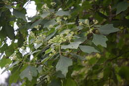 Image de Montanoa tomentosa subsp. xanthiifolia (Sch. Bip.) V. A. Funk