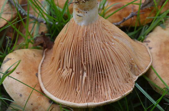 صورة Lactarius acerrimus Britzelm. 1893