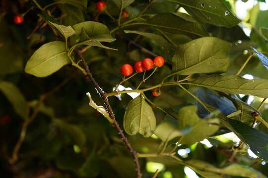 Image of Solanum volubile Sw.