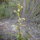 Image of Acrolophia lamellata (Lindl.) Pfitzer