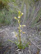 Image of Acrolophia lamellata (Lindl.) Pfitzer