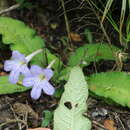 Image of Streptocarpus formosus (Hilliard & B. L. Burtt) T. J. Edwards