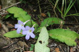 Streptocarpus formosus (Hilliard & B. L. Burtt) T. J. Edwards resmi