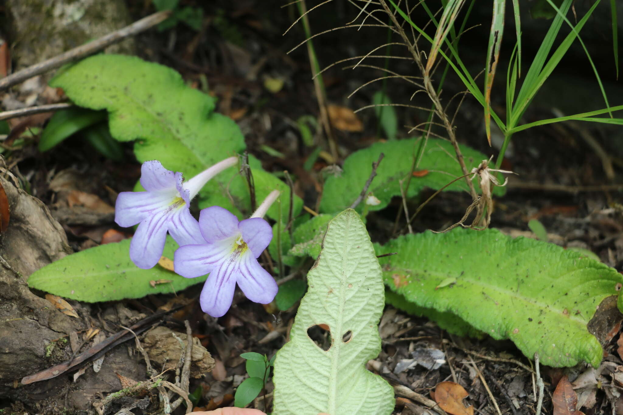 Image of Streptocarpus formosus (Hilliard & B. L. Burtt) T. J. Edwards