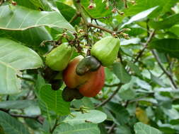 Image of cashew