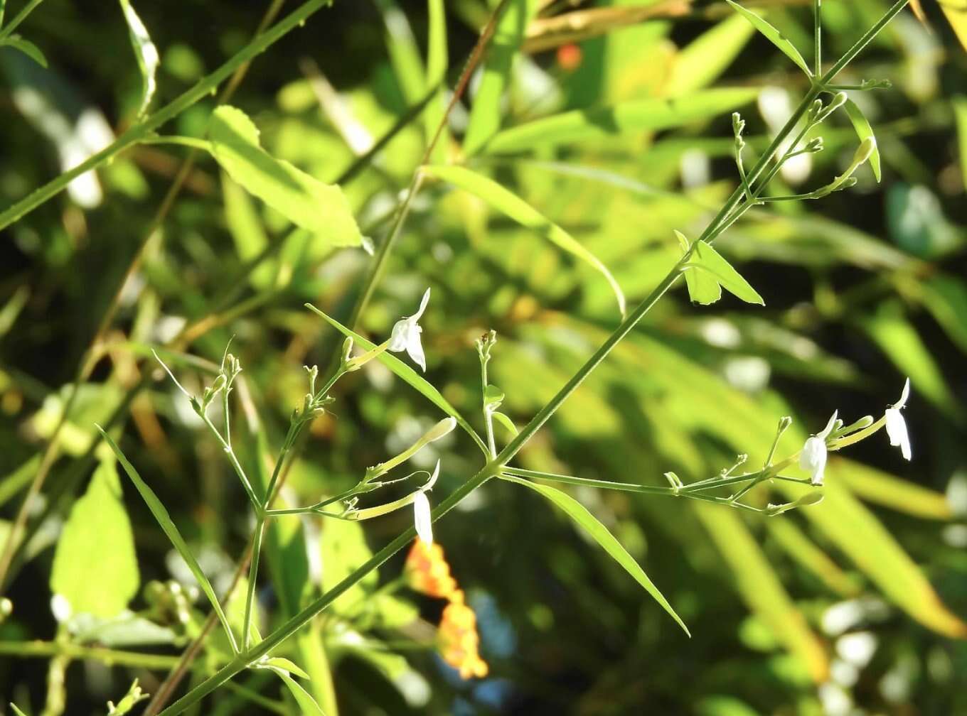 Sivun Rhinacanthus nasutus (L.) Kuntze kuva