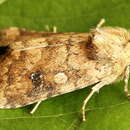 Image of Atypha pulmonaris Esper 1790