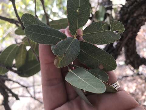 صورة Quercus oblongifolia Torr.