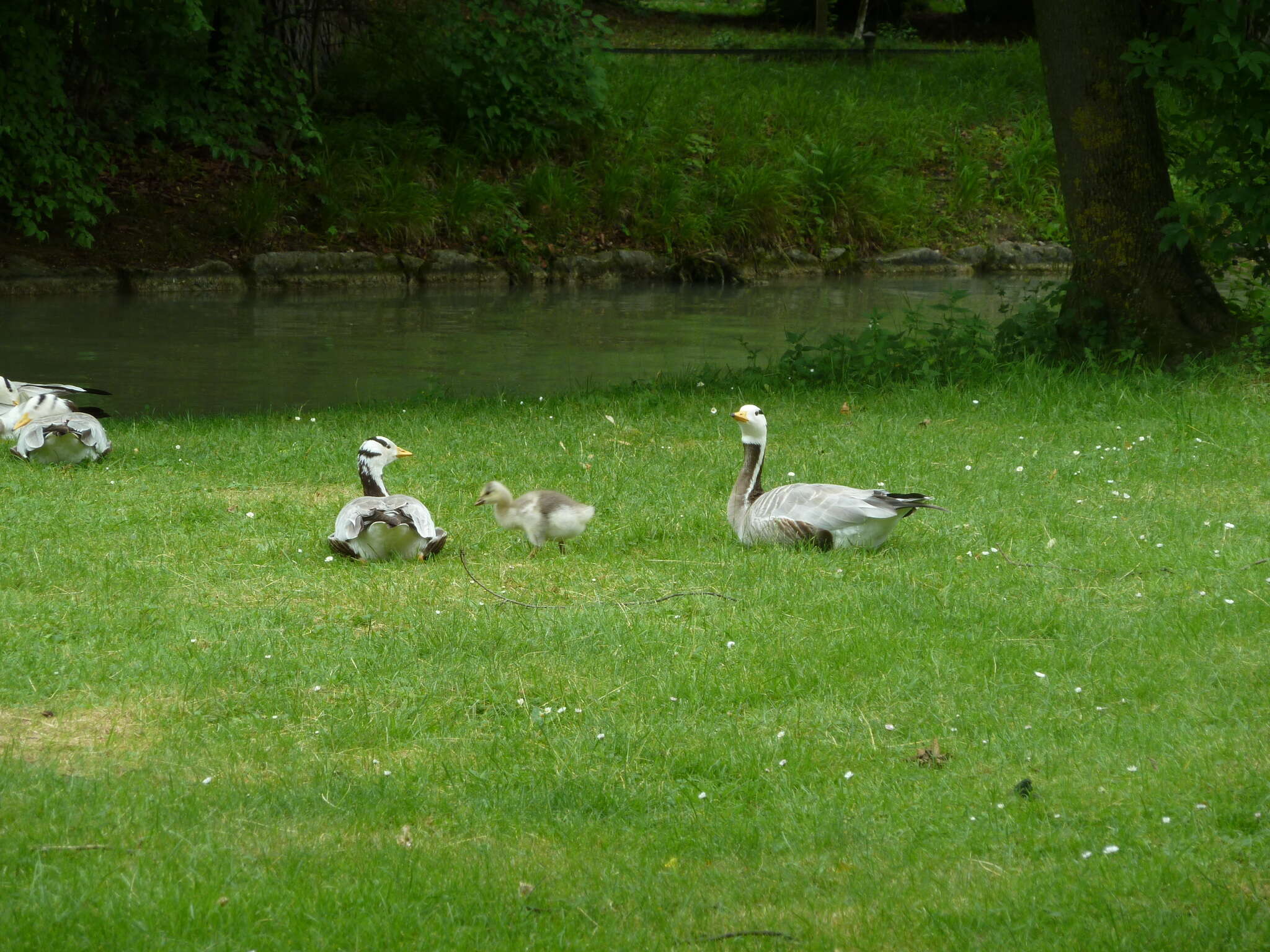 Image of Bar-headed Goose