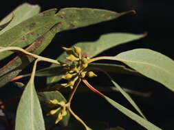 صورة Eucalyptus macrorhyncha F. Müll.