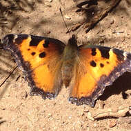 Image of California Tortoiseshell