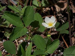 Image of Virginia strawberry