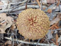 Sivun Boletellus emodensis (Berk.) Singer 1942 kuva