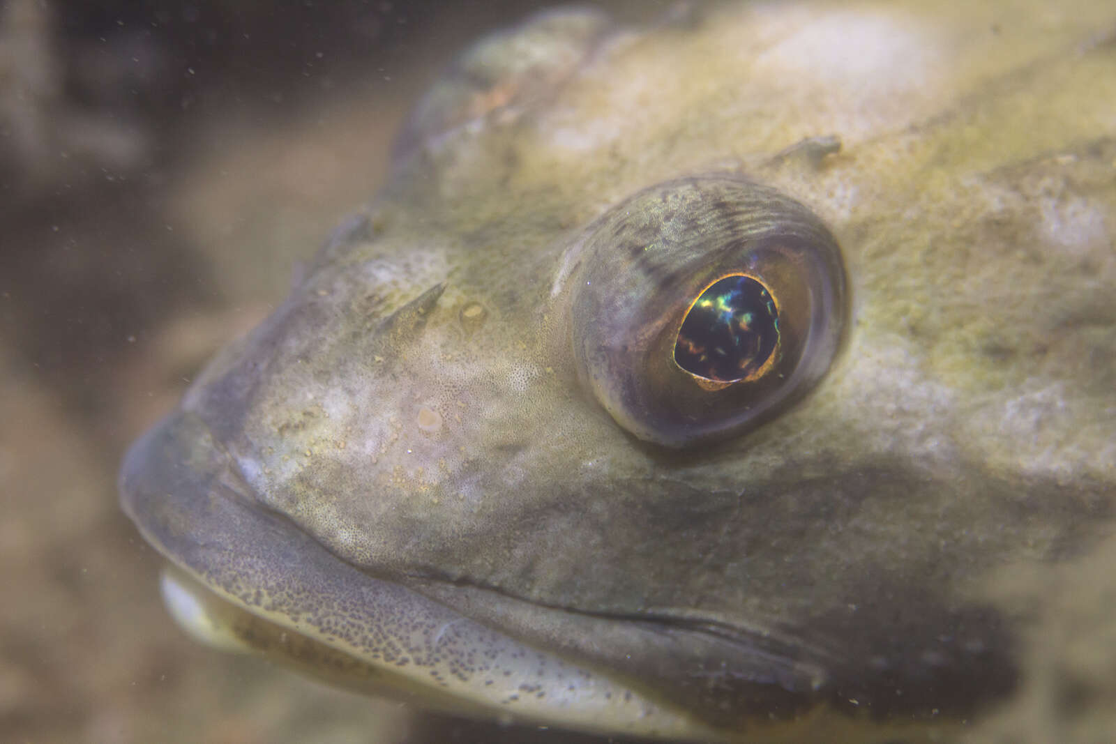 Image of Longhorn sculpin