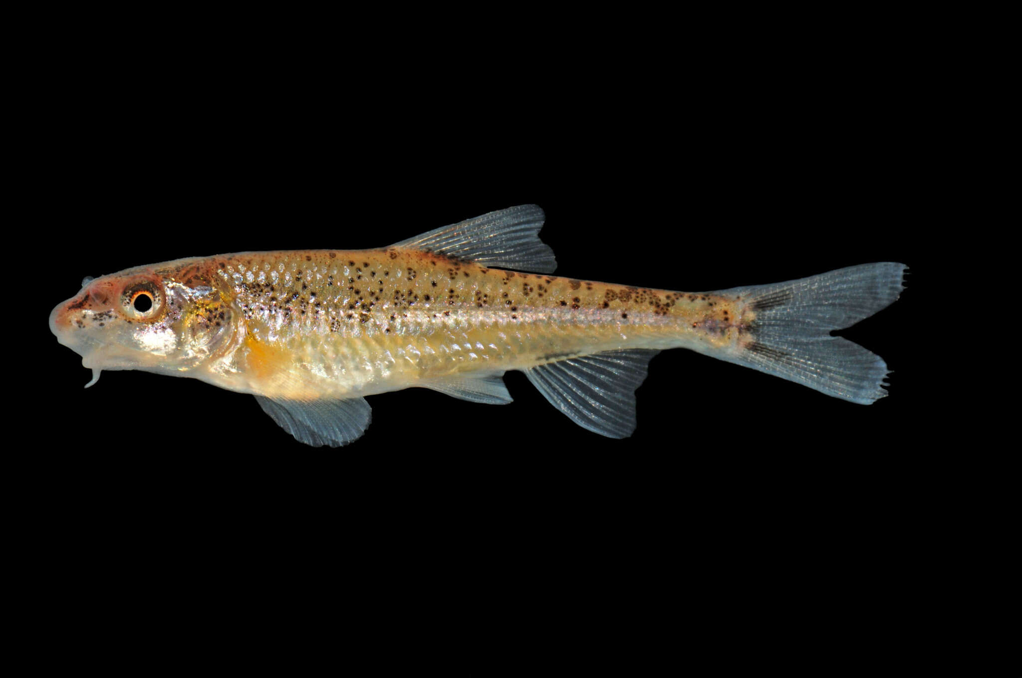 Image of Speckled Chub