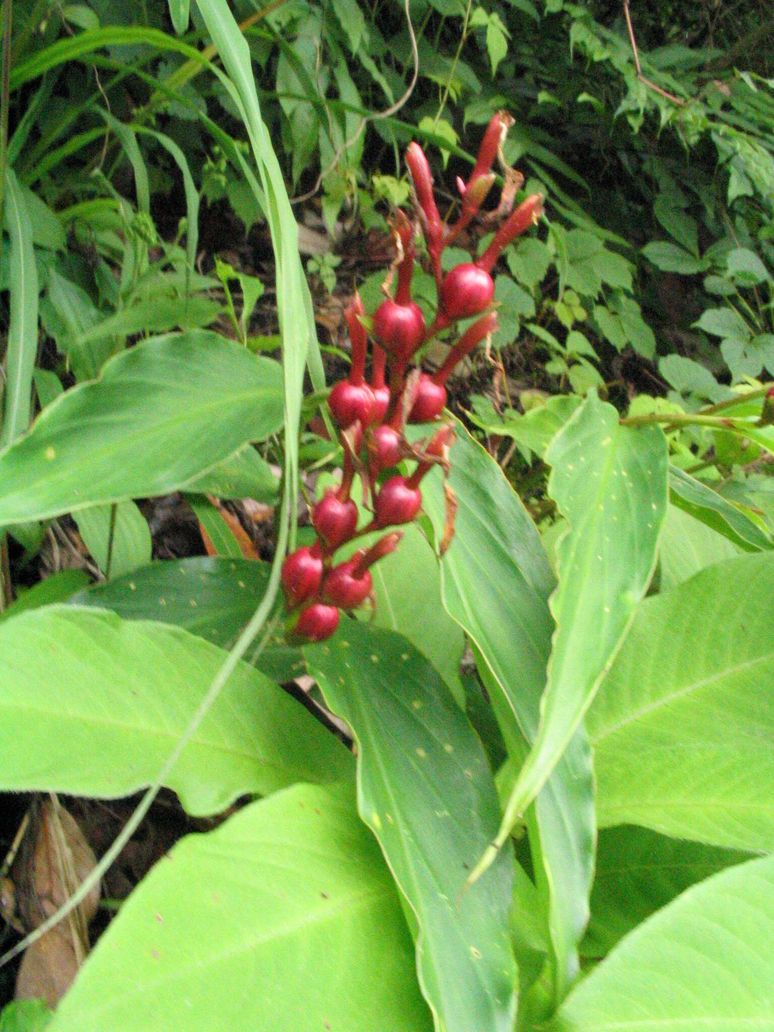 صورة Cautleya gracilis (Sm.) Dandy