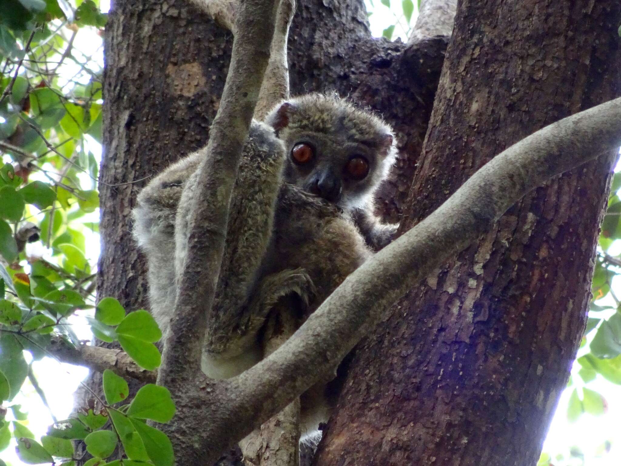 Image of Bemaraha Woolly Lemur