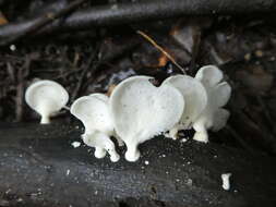 Image de Royoporus spatulatus (Jungh.) A. B. De 1996