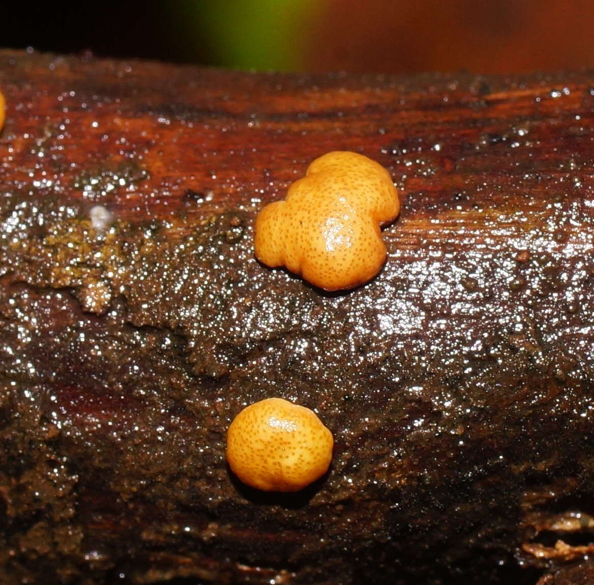 Plancia ëd Trichoderma paraviridescens Jaklitsch, Samuels & Voglmayr 2013