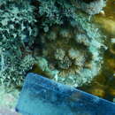 Image of hedgehog coral