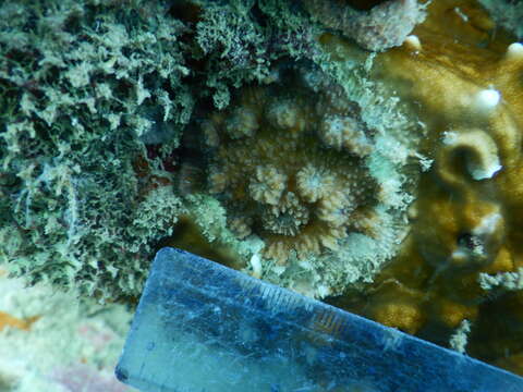 Image of hedgehog coral