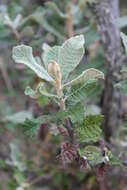 Image of Broad-leaved camphor bush