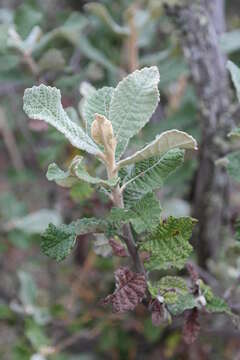 صورة Tarchonanthus trilobus var. galpinii (Hutch. & Phill.) J. Paiva