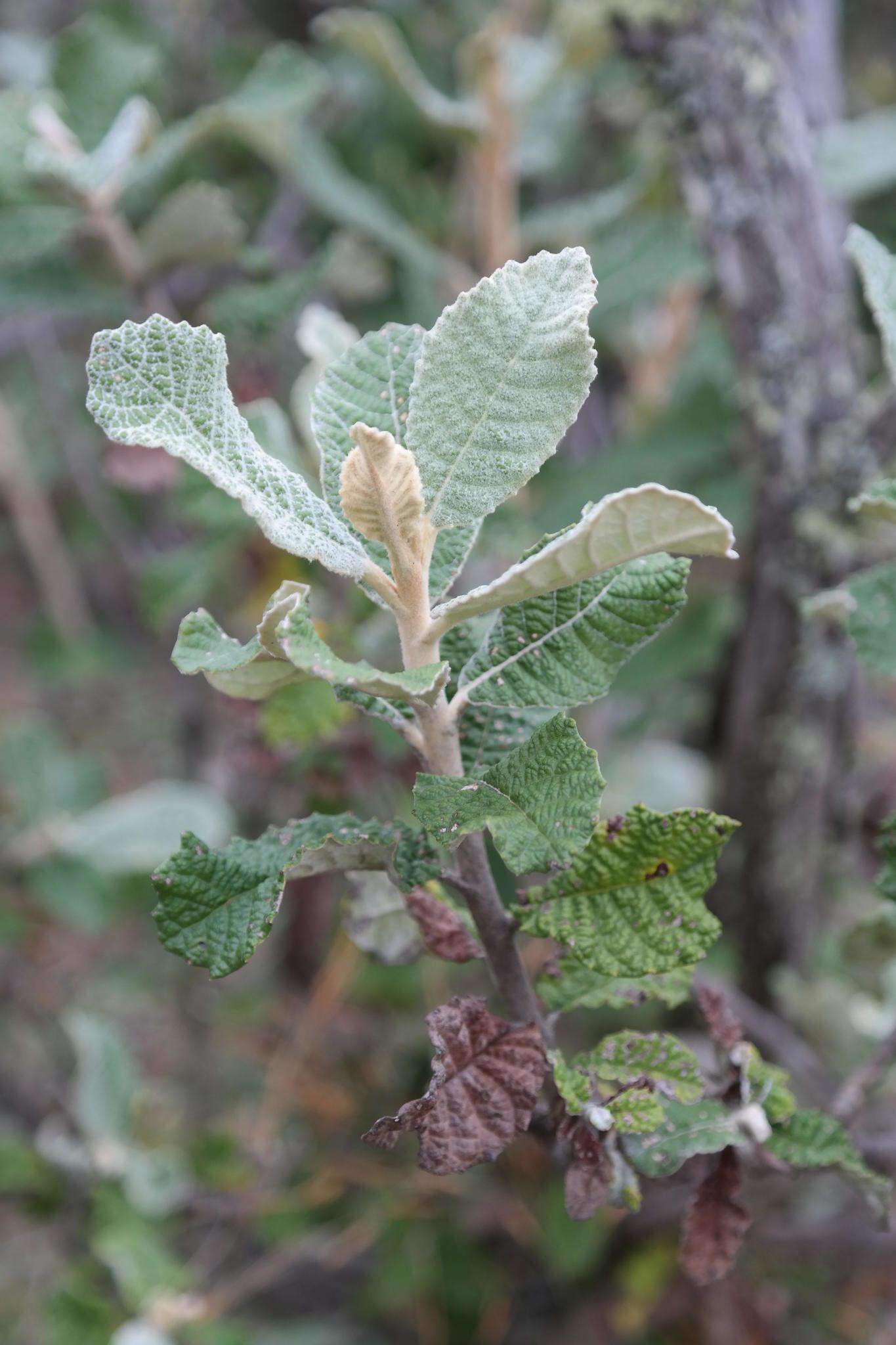 Image of Broad-leaved camphor bush