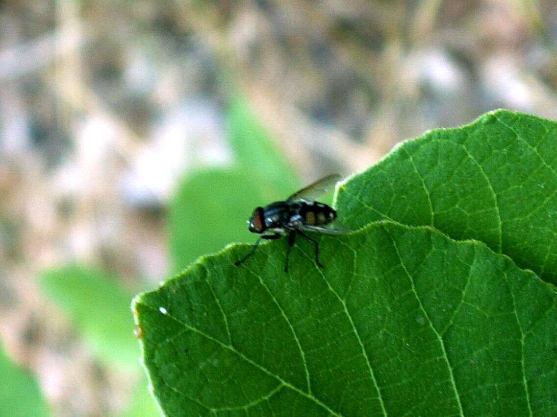 Stomorhina lunata (Fabricius 1805) resmi