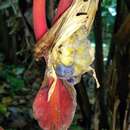 Image of Heliconia trichocarpa G. S. Daniels & F. G. Stiles