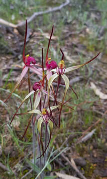 Image of Tawny spider orchid