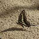 Graphium porthaon (Hewitson 1865)的圖片