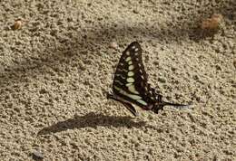 Graphium porthaon (Hewitson 1865)的圖片