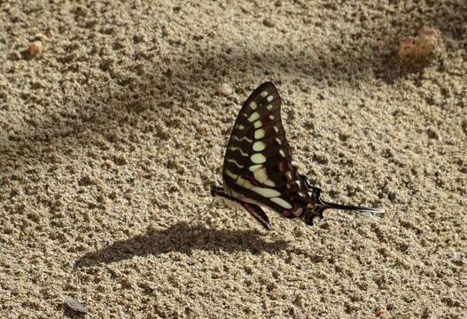 Слика од Graphium porthaon (Hewitson 1865)